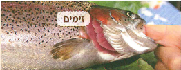 (בספר שלוש תמונות, היעזר במנחה)